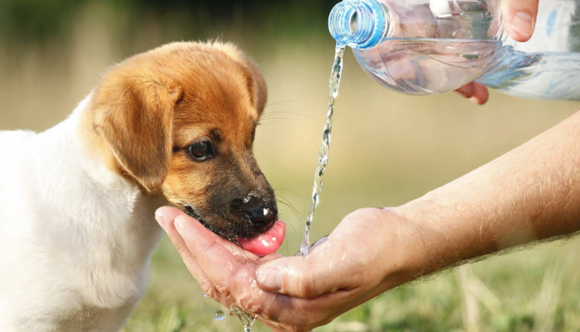 cálculo renal em cães