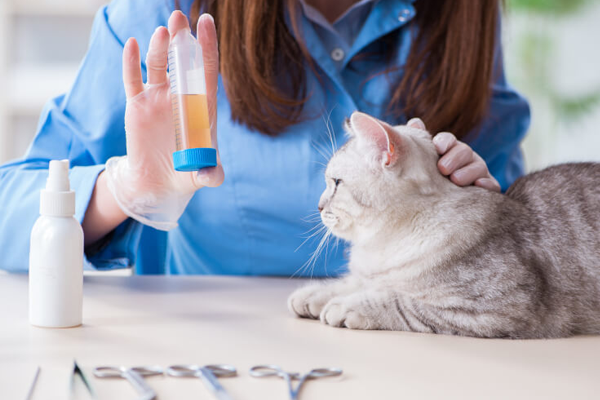 Os exames laboratoriais oferecidos pela Clínica Veterinária Popular são completos e auxiliam no diagnósticos de diversas enfermidades.