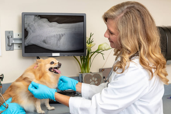 A Clínica Veterinária Popular oferece suporte completo em radiografias com equipamentos de última geração.