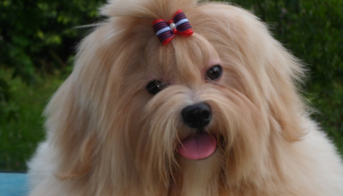 lhasa apso