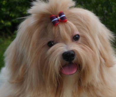 lhasa apso