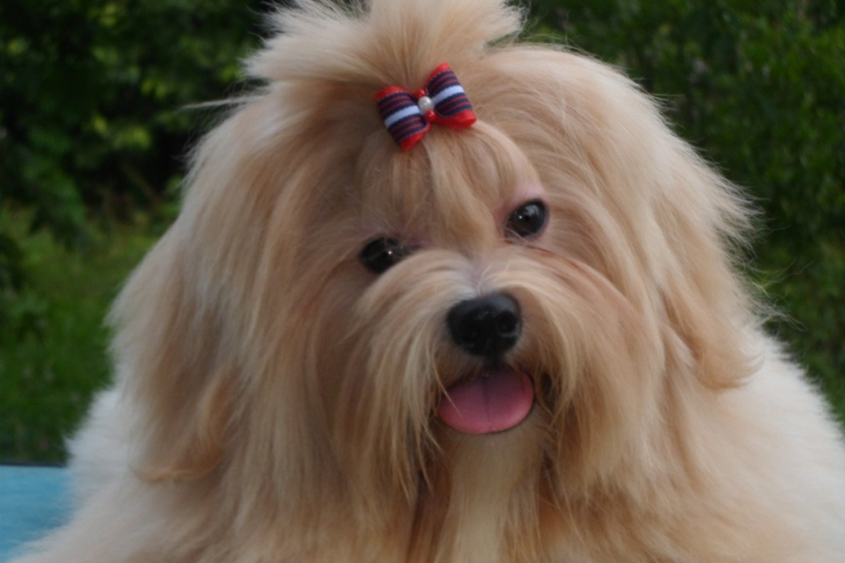 lhasa apso