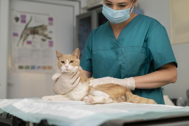 A Clínica Veterinária Popular é referência dos cuidados de gatos em São Paulo.