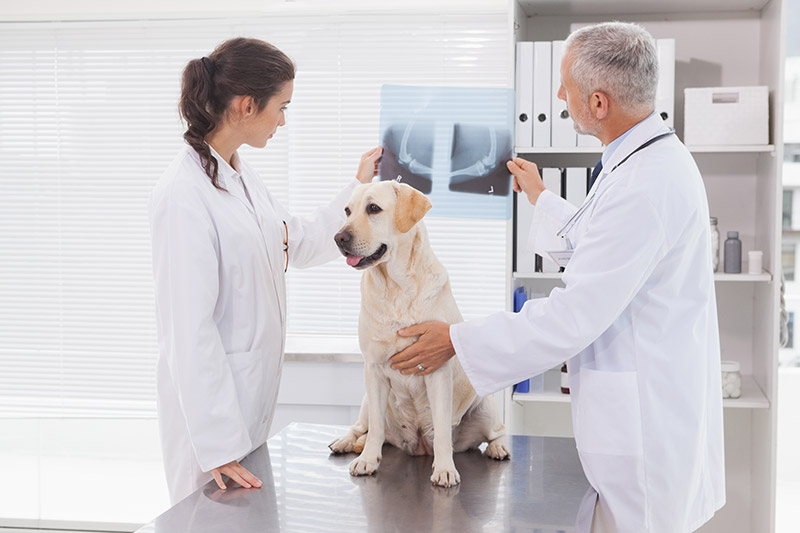 raio-x-pet A saúde do aparelho digestivo do seu pet é muito importante! A Clínica Veterinária Popular oferece suporte completo para qualquer situação deste tipo.